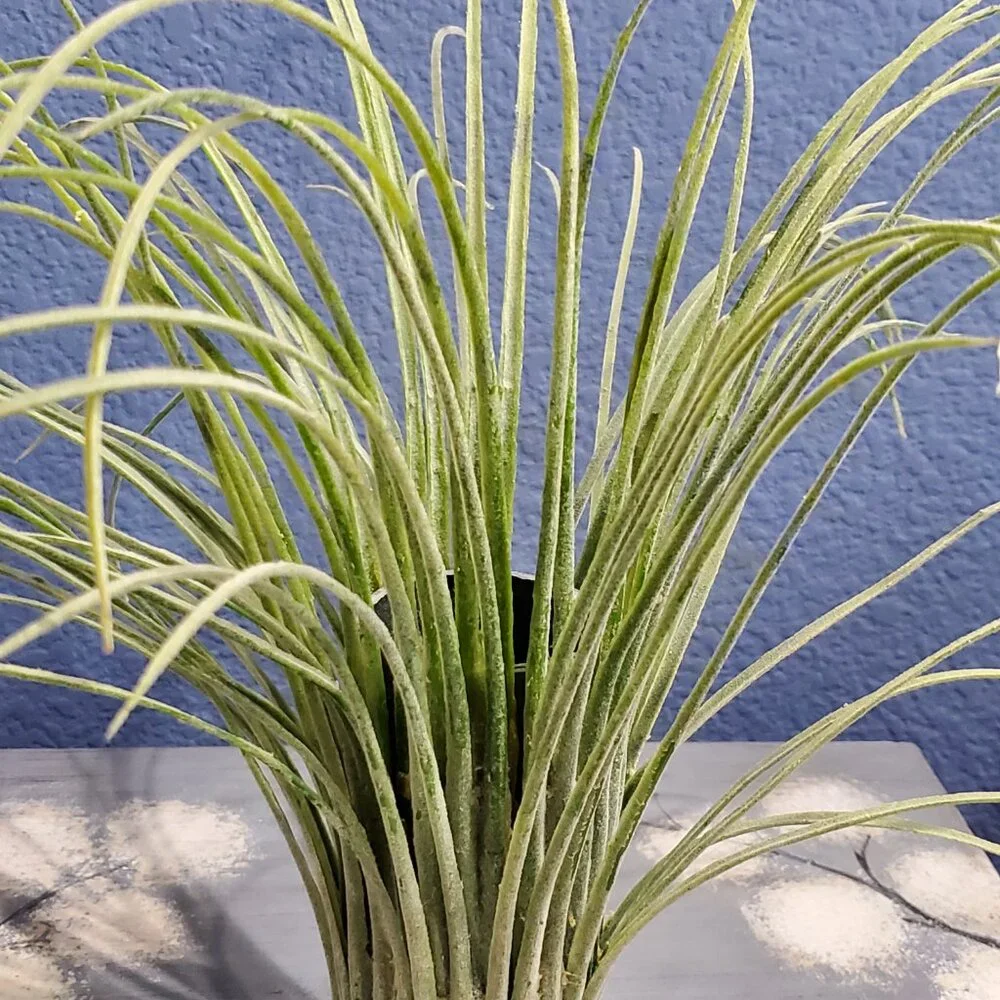 Artificial Grass Vases, Set of Two, Rare Vintage